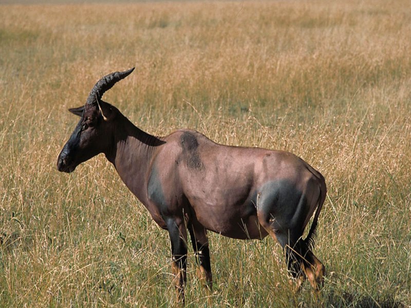 Damaliscus lunatus lunatus