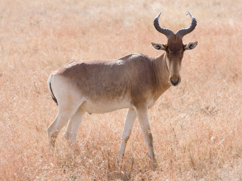 Alcelaphus buselaphus