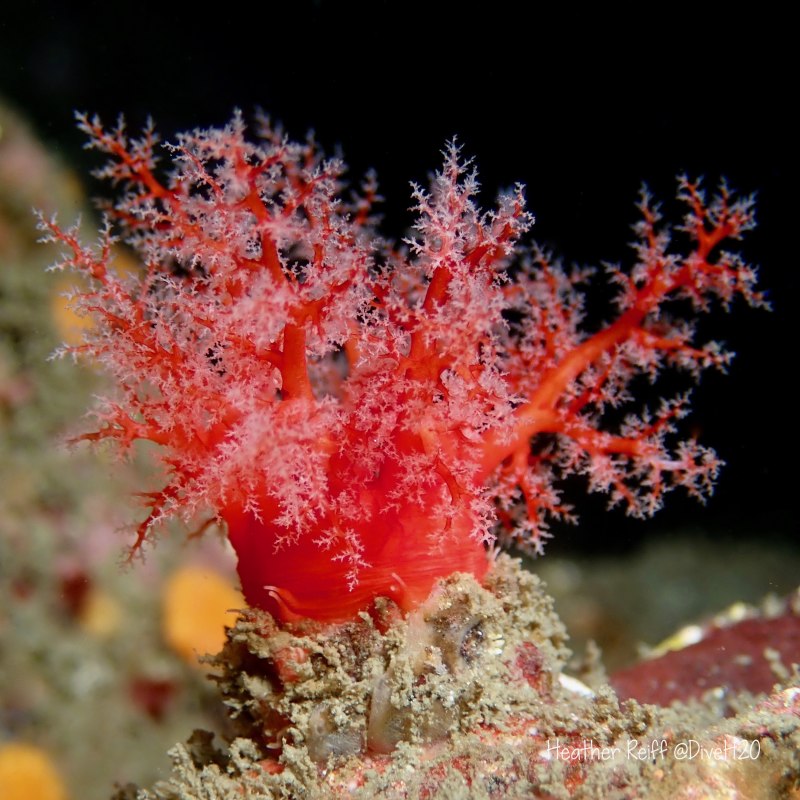 Cucumaria miniata