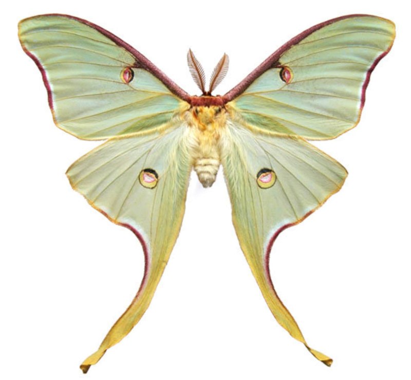 Actias Luna бабочка