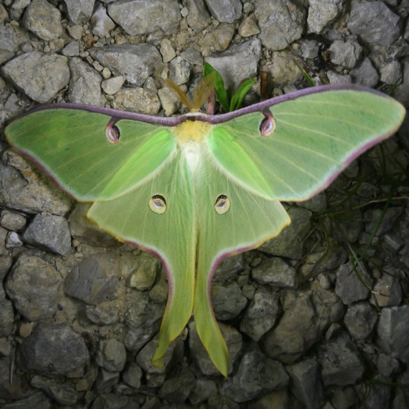 Сатурния Луна (Actias Luna)