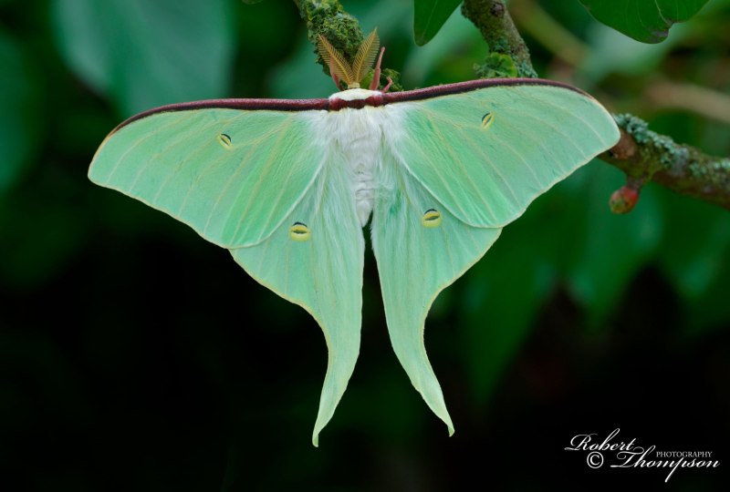 Actias Luna Albinism белая