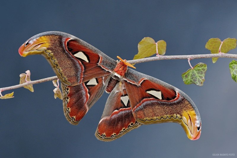Attacus Atlas бабочка