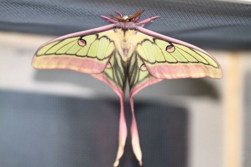 Actias dubernardi бабочка