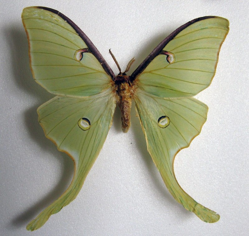 Сатурния Луна (Actias Luna)