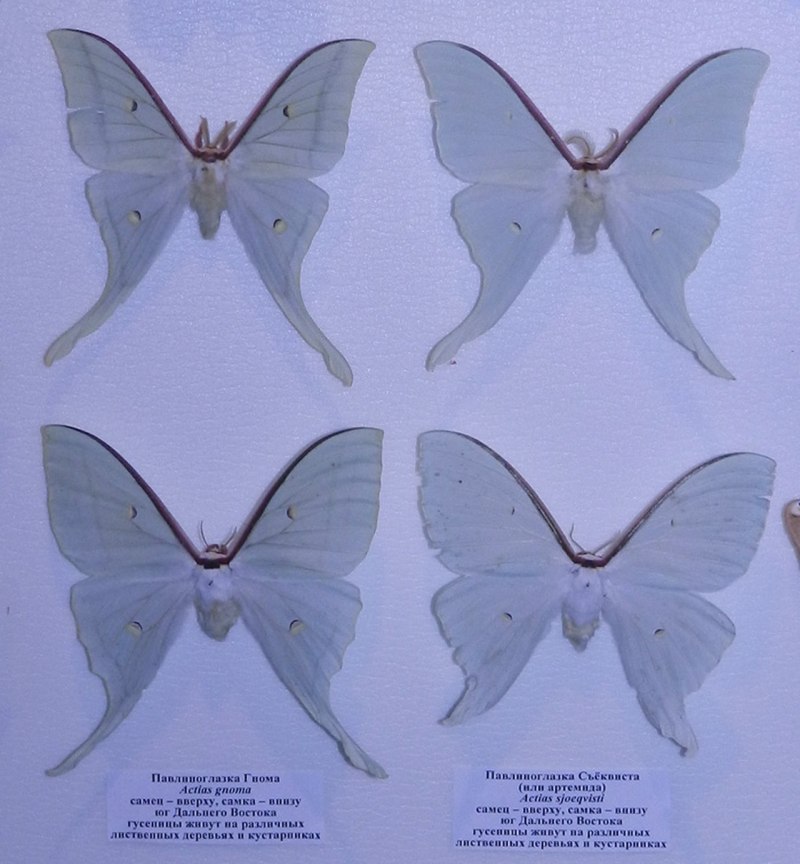 Actias Artemis самка