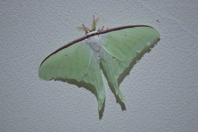 Actias Artemis (=Actias gnoma), Actias Dulcinea (=Actias Artemis Auct.).