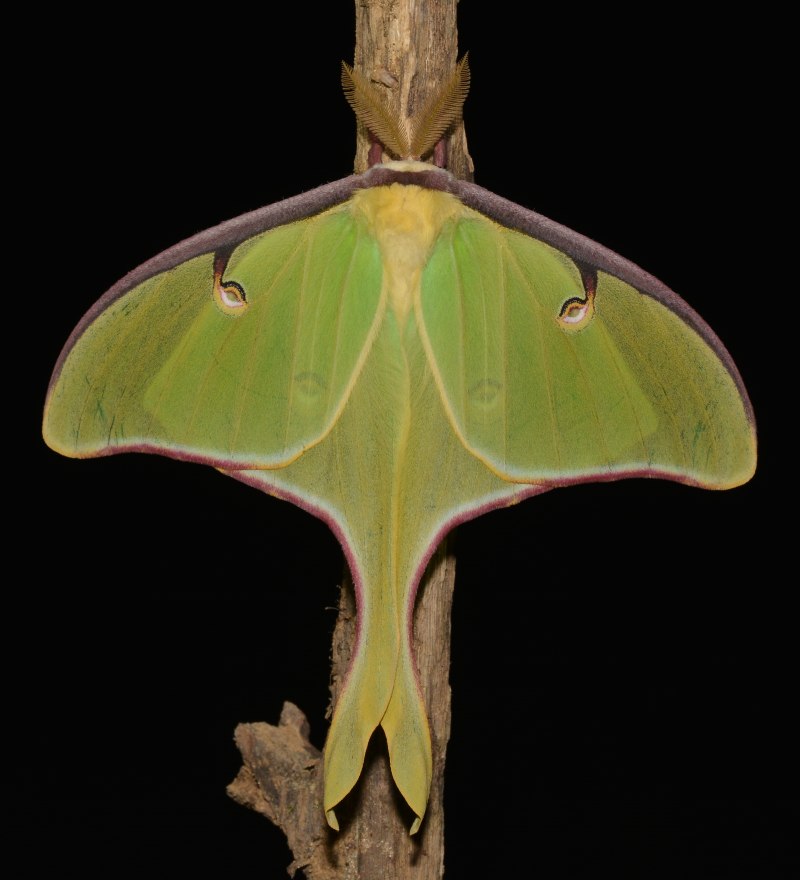 Actias Selene бабочка