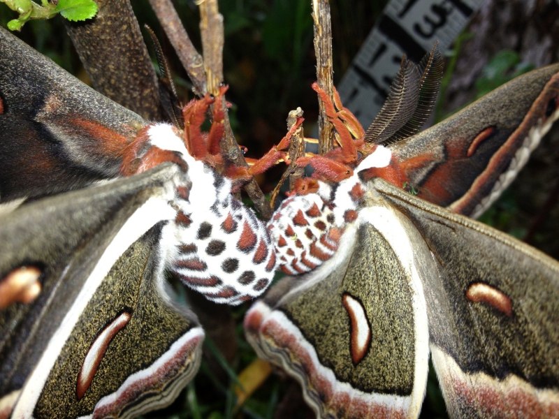 Павлиноглазка цекропия (Hyalophora Cecropia)