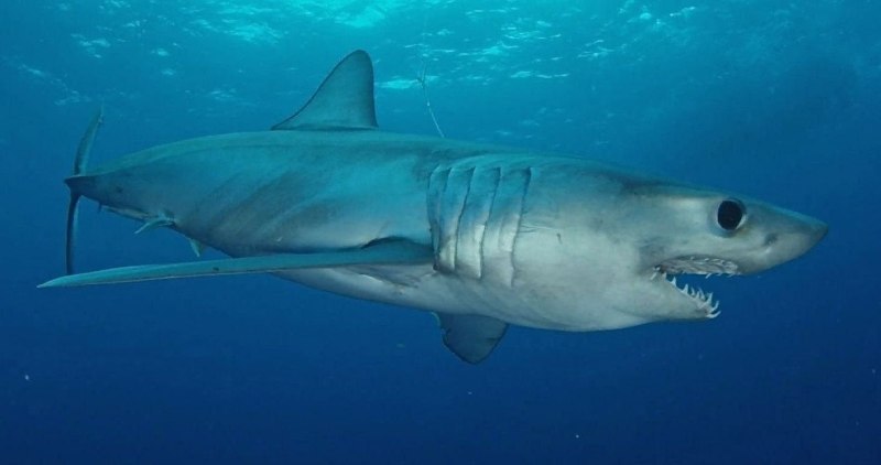 Longfin Mako Shark