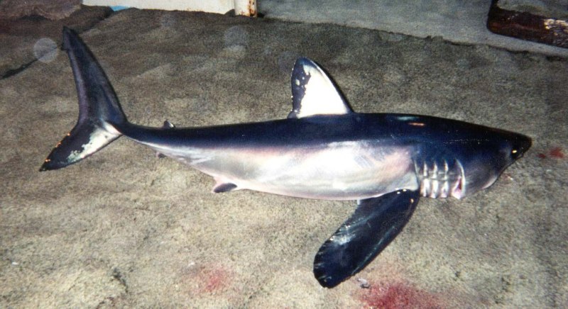 Isurus paucus акула