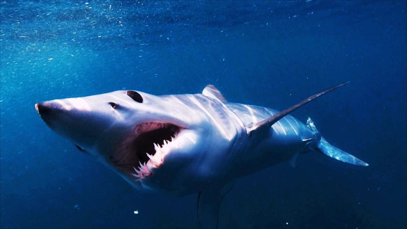 Isurus oxyrinchus акула мако