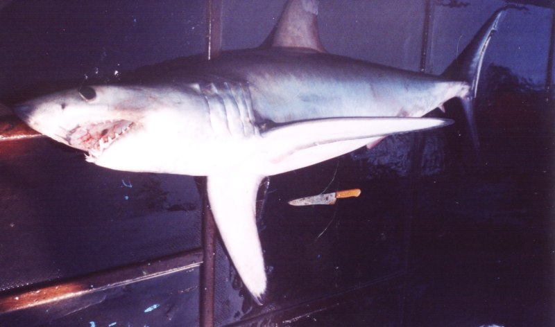 Isurus paucus акула