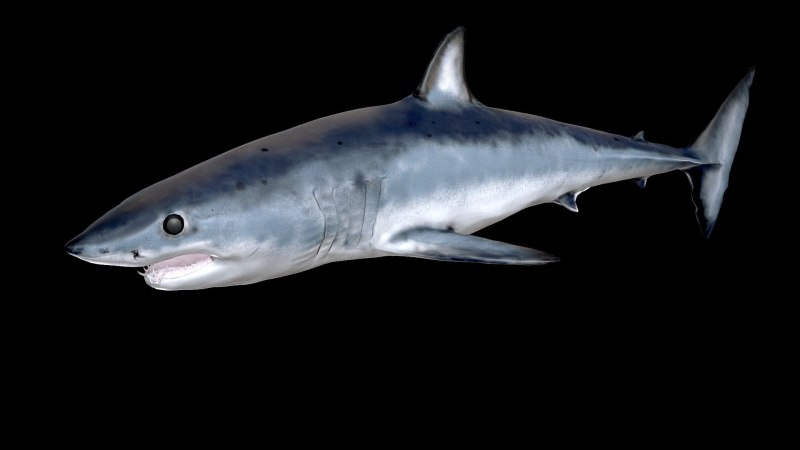 Mako Shark 3d model