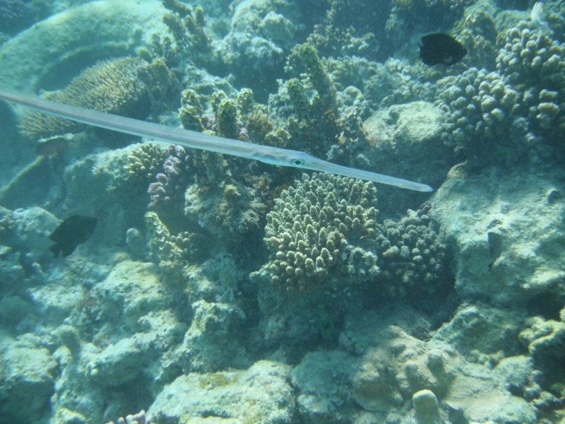 Сарган красное море