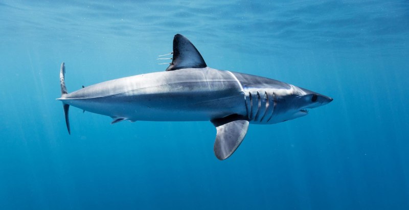 Shark in5460pblu