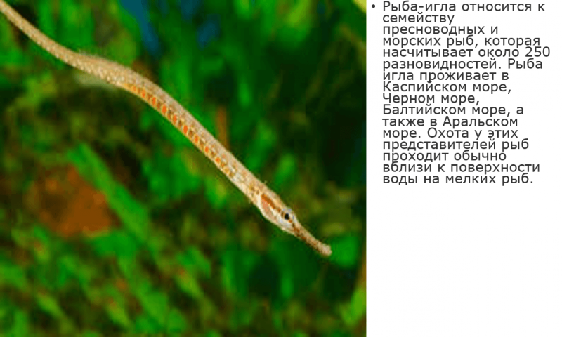 Длиннорылая морская игла