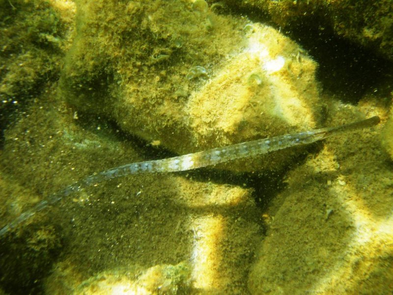 Длиннорылая морская игла
