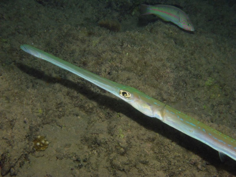 Рыба игла в черном море