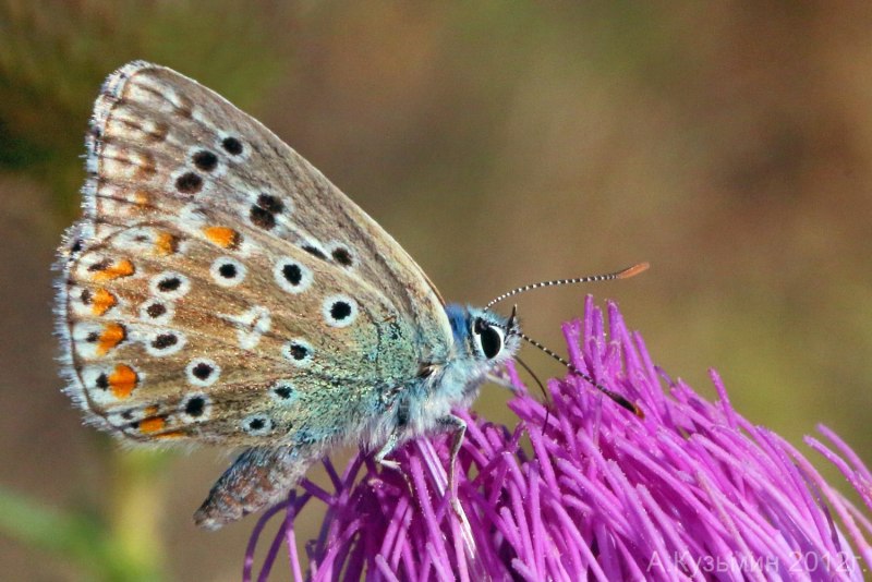 Polyommatus bellargus