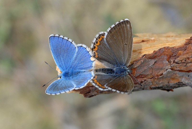 Polyommatus bellargus