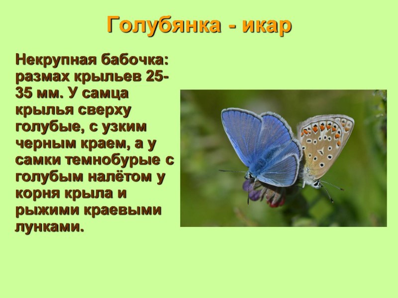 Голубянка красная книга краткое описание