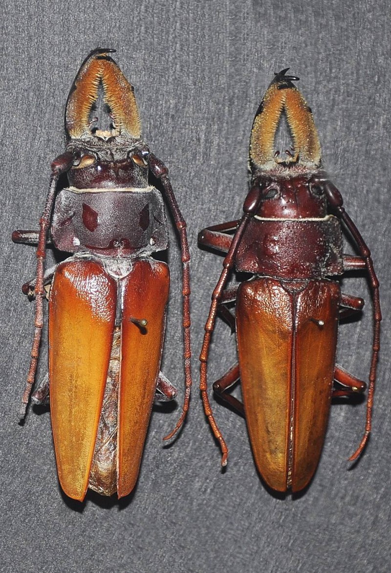 Callipogon proletarius