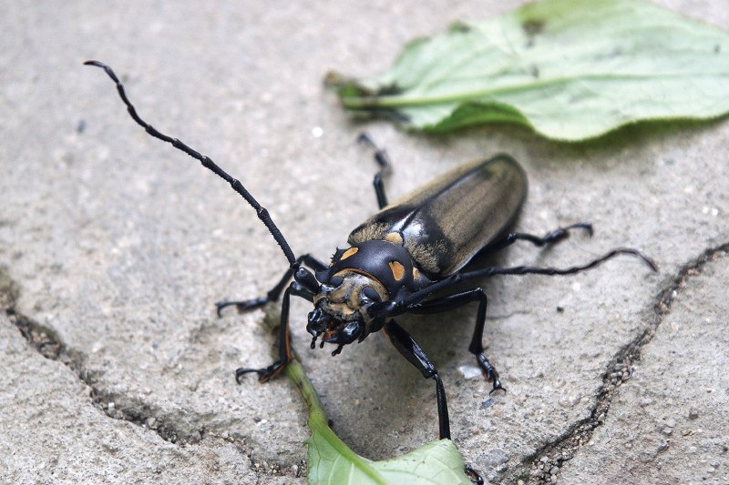 Acalolepta Жук усач