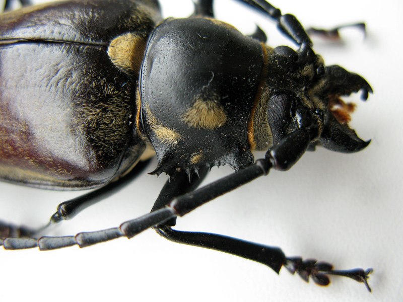 Callipogon proletarius