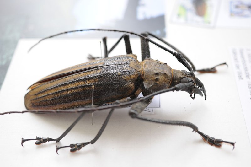 Xixuthrus lunicollis