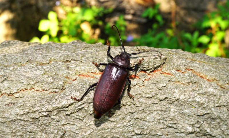 Rhaesus serricollis