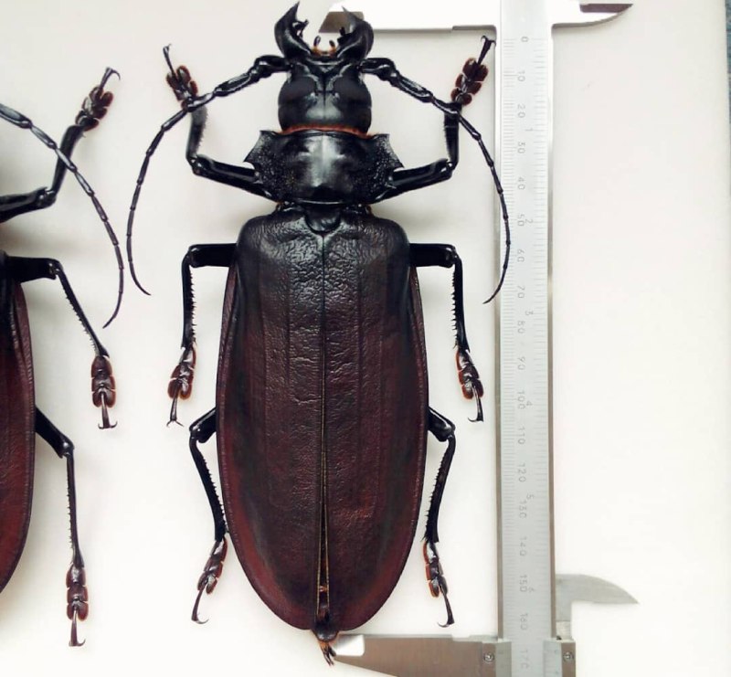 Жук Titanus giganteus