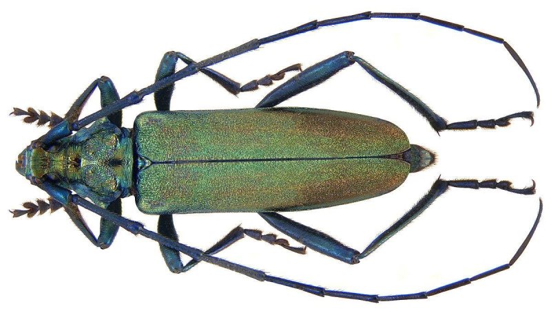 Aromia moschata