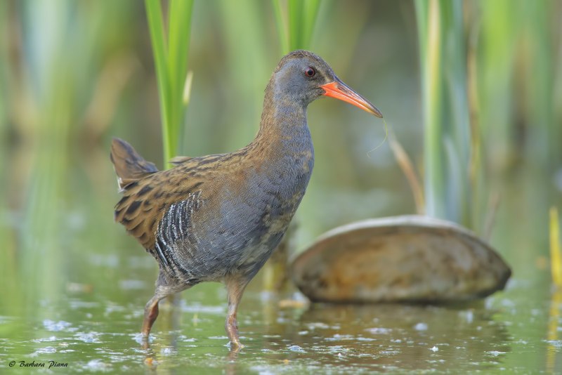 Пастушок Rallus aquaticus