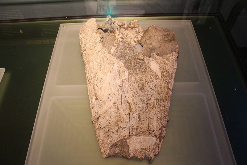 Antarctosuchus Polyodon
