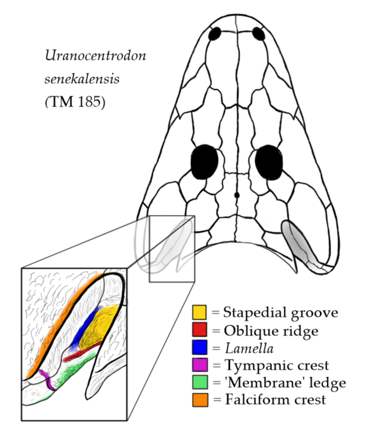 Uranocentradon senekalensis
