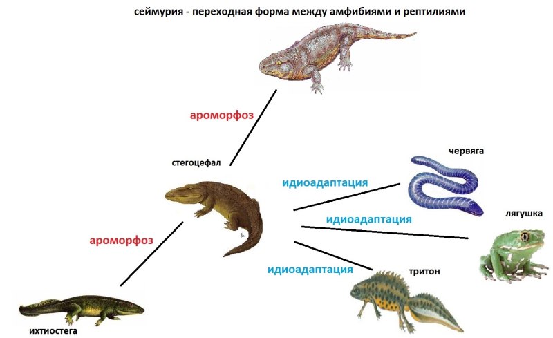 Переходные формы от земноводных к пресмыкающимся