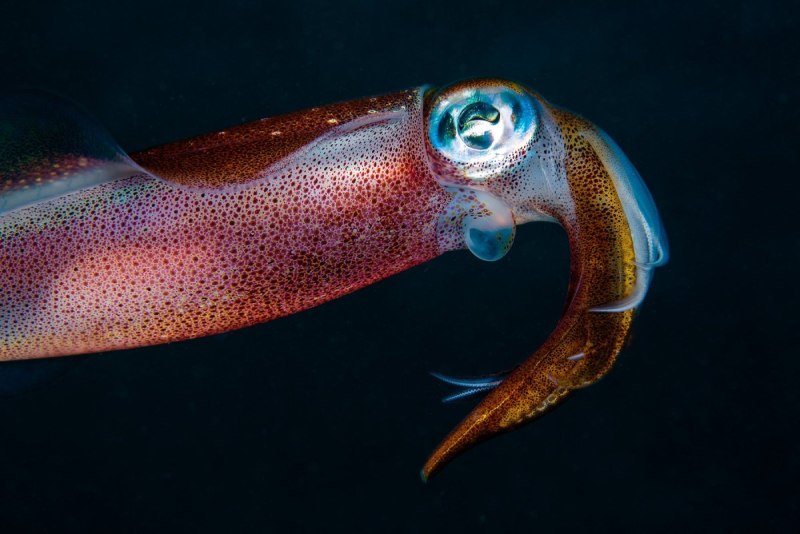 Кальмар Squid