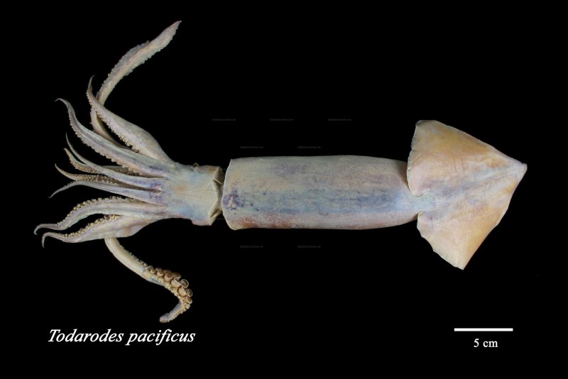 Тихоокеанский кальмар (todarodes pacificus)