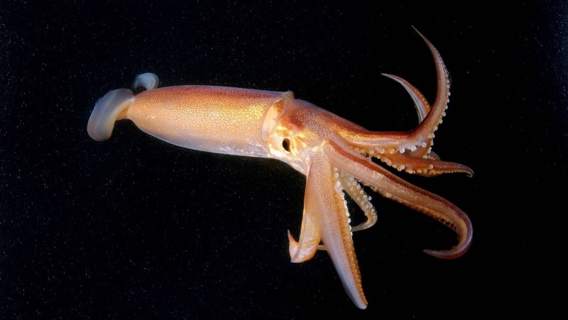 Морские животные кальмар