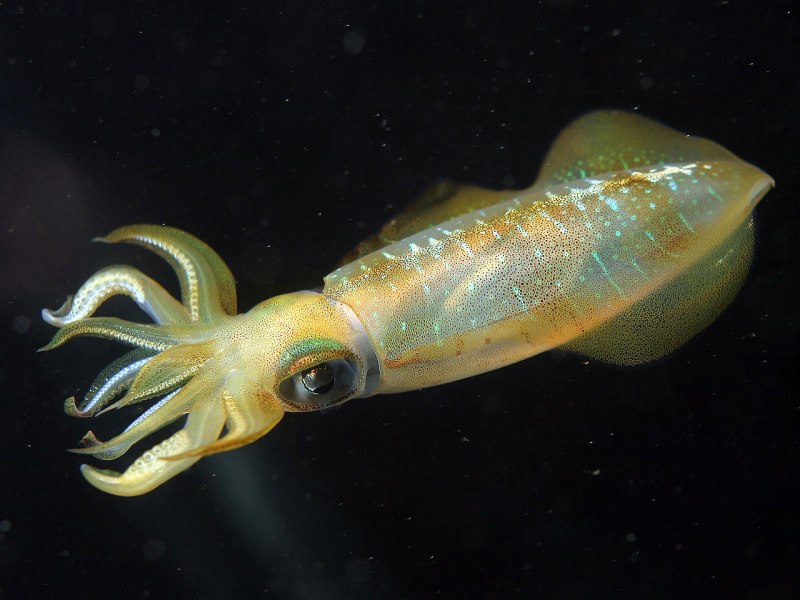 Todarodes pacificus