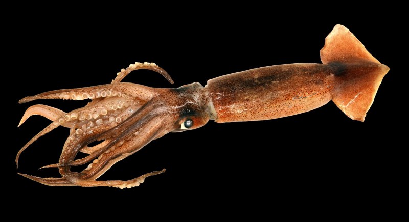 Illex coindetii