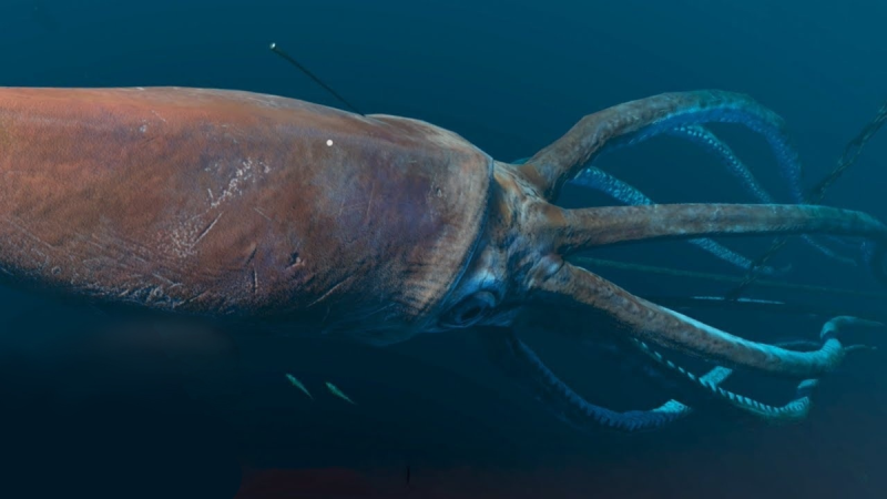 Architeuthis Dux гигантские кальмары