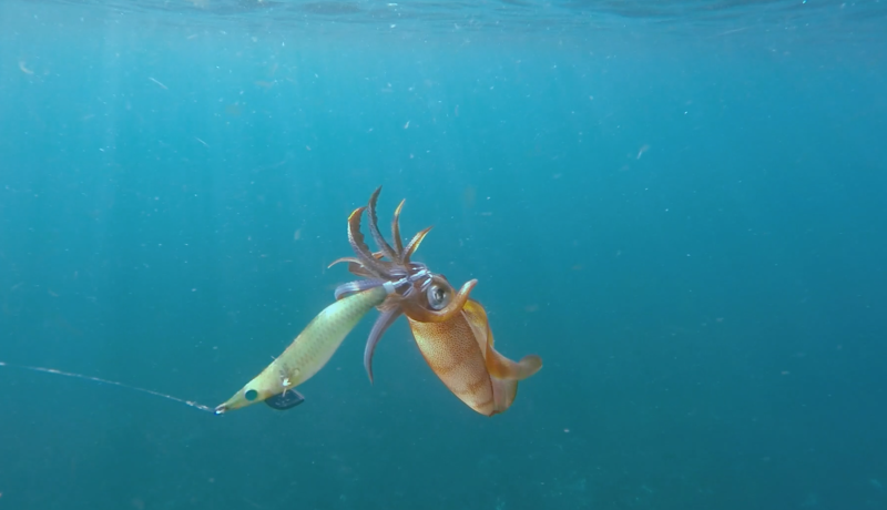 Кальмары японского моря