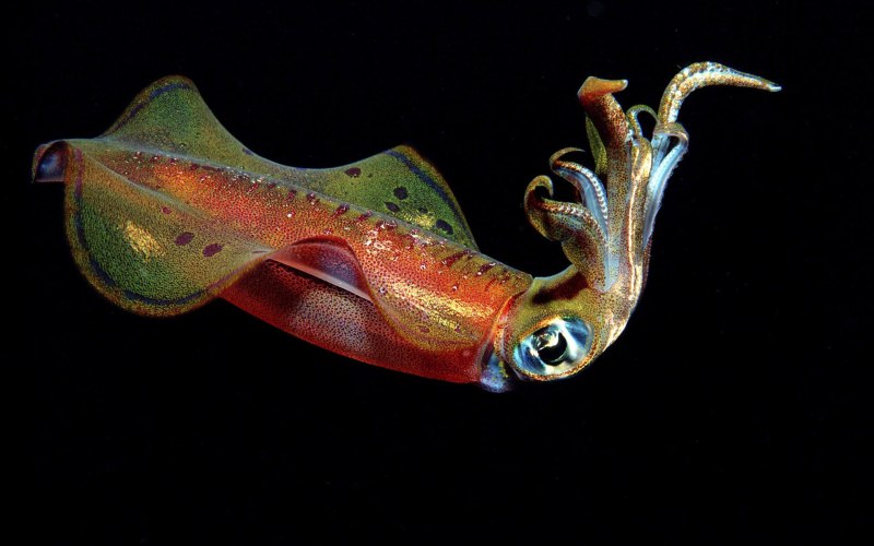 Sepioteuthis lessoniana