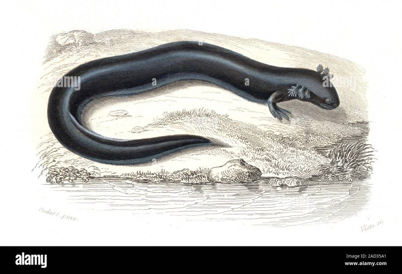 Siren lacertina рисунок