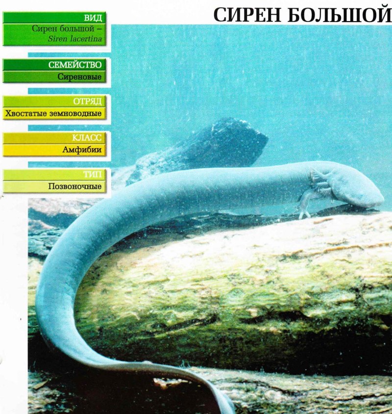 Огромная гигантская сирена