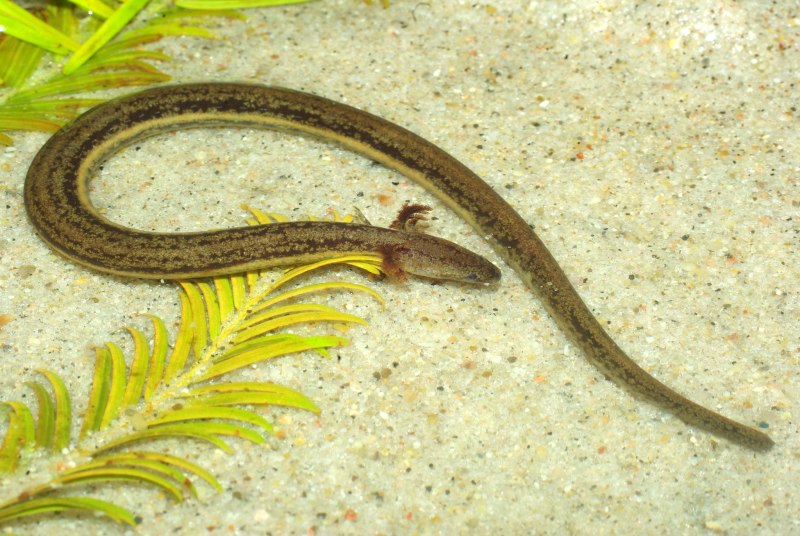 Pseudobranchus striatus