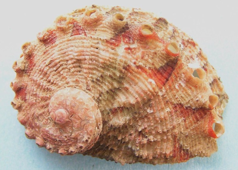 Раковина моллюска Haliotis Fulgens Philippi