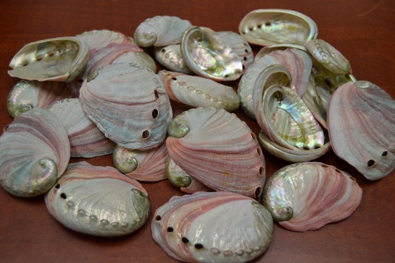 Морские ушки абалон